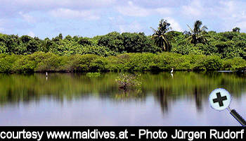 courtesy Gerhard Geyer - Mangroves in the Maldives, here in Addu Atoll