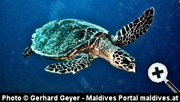 Photo by Gerhard Geyer - Hawksbill Turtle on the Villivaru House-reef