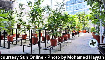 courtesy Sun Online - Male' City Council's Male' Fehi outlet - (Sun Photo by Mohamed Hayyan)